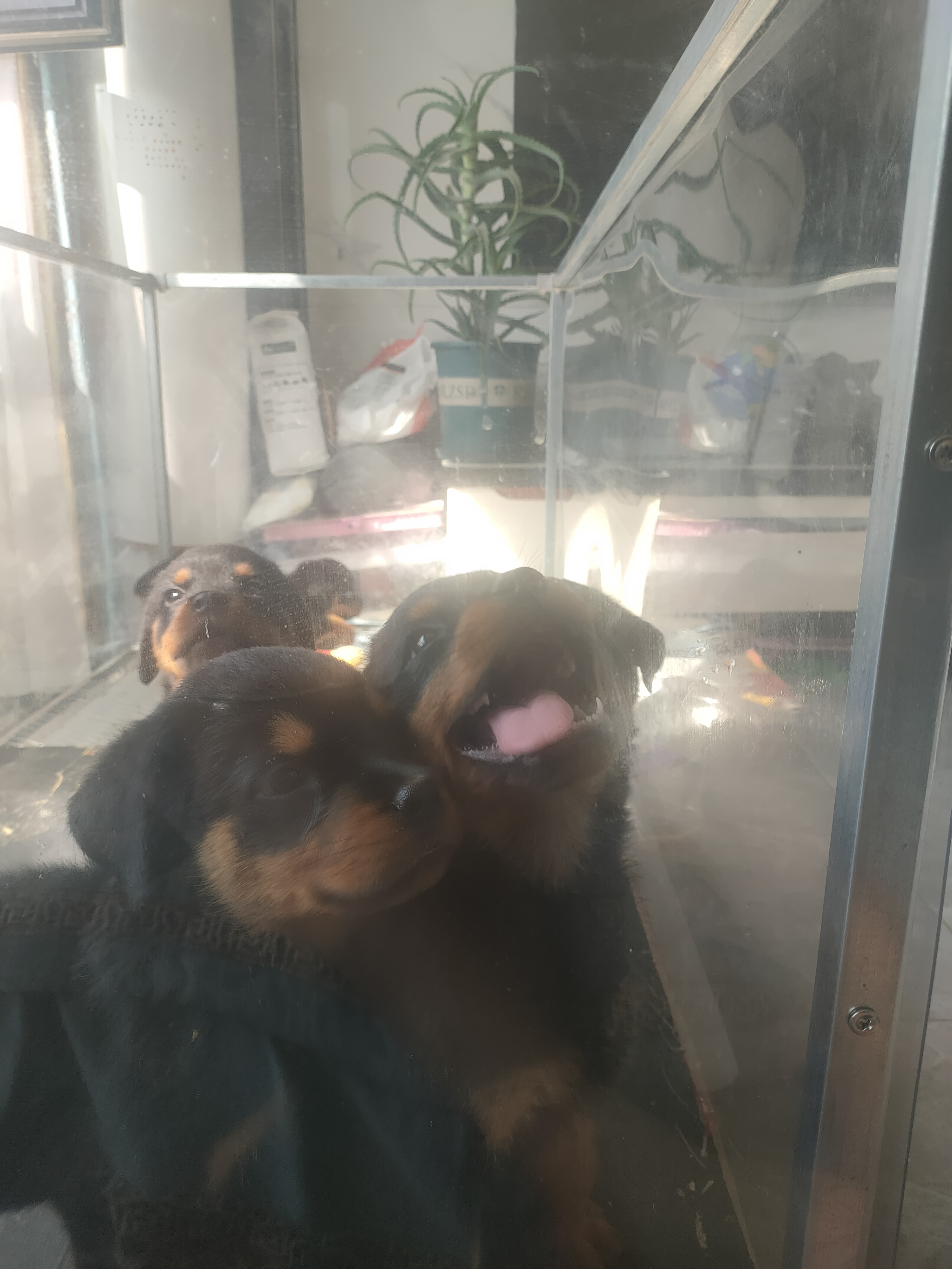 罗威纳幼犬